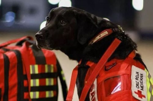 Meksika məşhur axtarış-xilasetmə itlərini Türkiyəyə göndərir