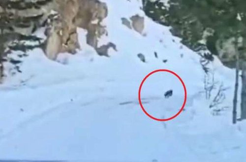 Zəlzələ bölgəsinə gedərkən yolda itlə rastlaşdı: Arxasınca düşəndə inanmadı - VİDEO