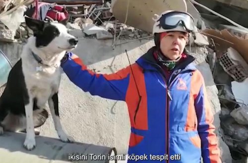 Qırğızıstandan xilasedici it 2 nəfəri dağıntılar altından çıxarmağa kömək edib