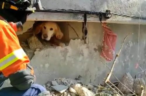 Portuqaliyadan gələn qrup Antakyada bir iti xilas etdi