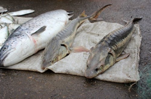 Qanunsuz ovlanmış balıqların satışı ilə məşğul olan şəxslər saxlanılıb