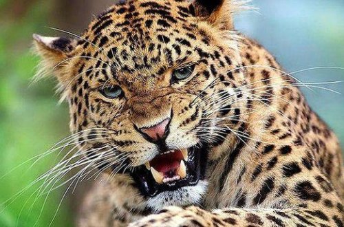 Pakistanın şəhərinə enən bəbir 3 nəfəri yaraladı