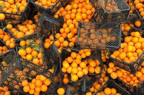 İrandan Azərbaycana gətirilən 20 tona yaxın zərərli portağal məhv edilib