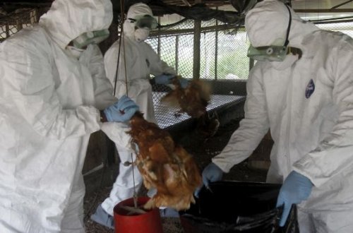 11 yaşlı qız quş qripindən öldü