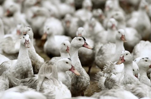 Kambocada 11 yaşlı qız quş qripindən ÖLDÜ