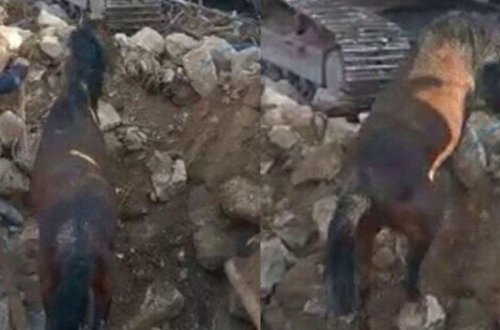 21 gün sonra dağıntılar altından sağ çıxarıldı - FOTO