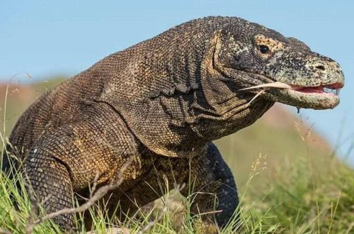 Əjdaha çöl donuzunu birdəfəyə uddu - VİDEO