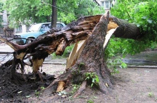 Şəkidə 29 yaşlı şəxsin üzərinə ağac aşaraq ölüb