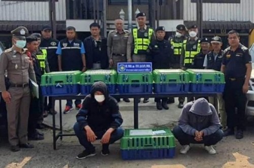 Avtomobilin baqajında onlarla meymun tapılıb