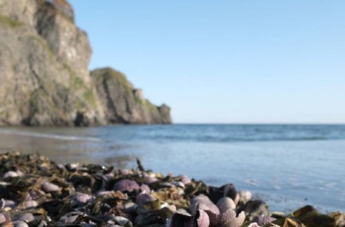 Kamçatka sahillərində bir gündə iki zəlzələ baş verib