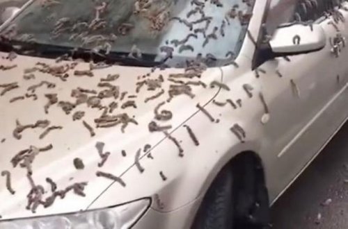 Yağış kimi göydən qurdlar 