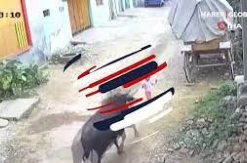 Vəhşi buğa 4 yaşlı uşağa belə hücum etdi - VİDEO