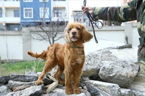 Azərbaycandan gedən it 3 nəfərin həyatını xilas etdi - FOTO