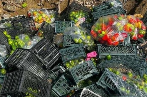 İrandan Azərbaycana gətirilən portağal və bibərdə zərərli orqanizm aşkarlanıb