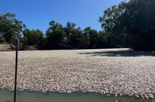 Avstraliyada qorxunc mənzərə: Yüz minlərlə ölü balıq su üzünə çıxdı - FOTO/VİDEO