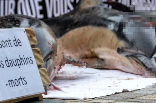Fransada delfinləri qorumaq üçün ov qadağası qoyulub