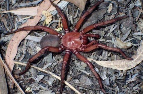 Avstraliyada nəhəng hörümçək növü aşkar edilib