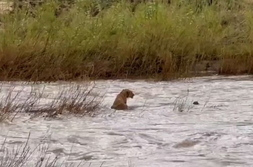 Ana şir çayda batan iki balasını xilas etdi – VİDEO