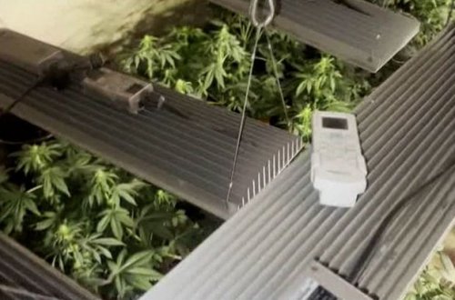 Maştağada evinin zirzəmisində çətənə kolları yetişdirən şəxs saxlanılıb - FOTO/VİDEO