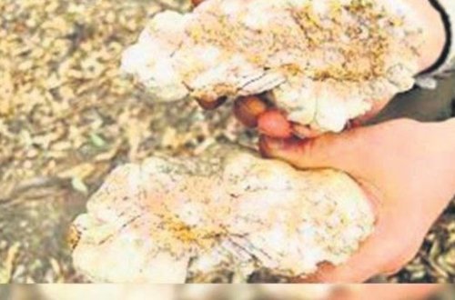 Həvəskar mədənçi qızıl qaya tapıb