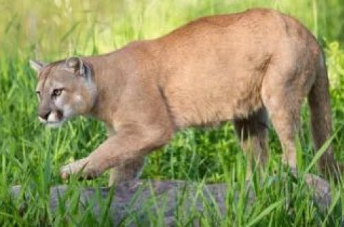 Cakuzidə istirahət edən adam dağ aslanının hücumuna məruz qalıb