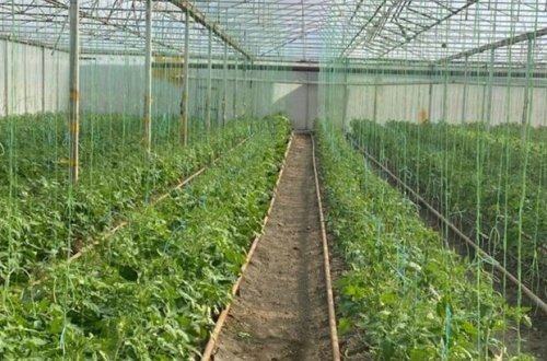 Samuxda istixanada nöqsanlar aşkarlanıb - FOTO