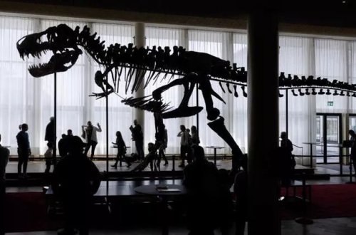 İsveçrədə nəhəng dinozavr skeleti hərraca çıxarılacaq