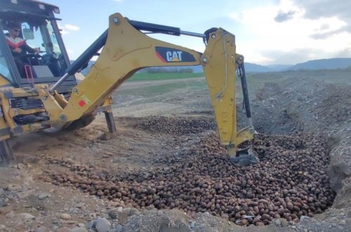 Gürcüstandan Azərbaycana gətirilən 24,5 ton kartof zərərvericilərə görə məhv edilib