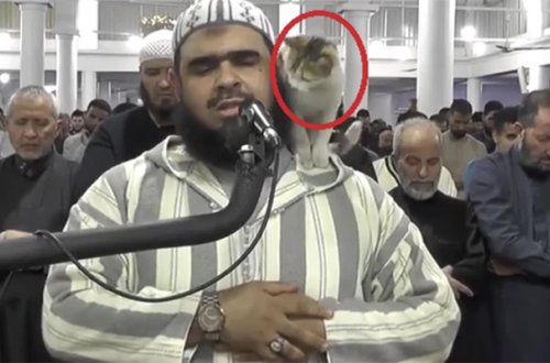 Pişik məsciddə namaz qılan imama belə mane oldu - Video