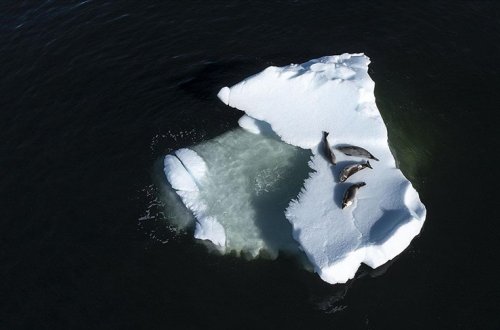 Antarktidada əriyən buz təbəqələri gözləniləndən daha tez yox ola bilər