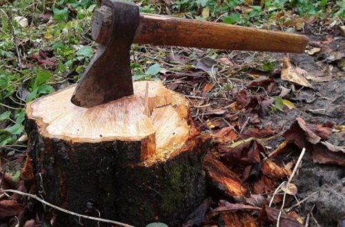 Azərbaycanın dörd nöqtəsində 900 ədəd ağac və kol qanunsuz kəsilib