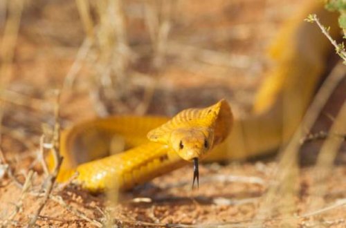 Təyyarədə həyəcan: Afrikanın ən zəhərli ilanlarından biri uçuş vaxtı pilota hücum etdi