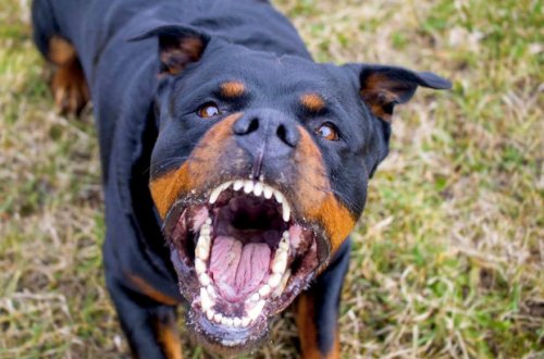 Ac rotveyleri yedirtmək istəyən qadın faciəvi şəkildə ölüb - FOTO