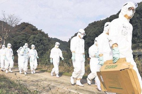 Yaponiyada 17 milyon toyuq məhv edilib