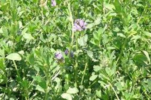 Biləsuvarda yonca sahələrinə zərərverici həşəratlar yayılıb