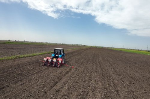 Azərbaycanın pambıqçılıq rayonlarında çiyid səpininə start verilib