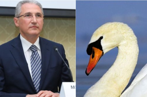 “Qırmızı kitabı”na daxil edilmiş quşlar məhv edilir: MUXTAR BABAYEV EKOLOJİ FƏLAKƏTİ QAÇILMAZ EDİR