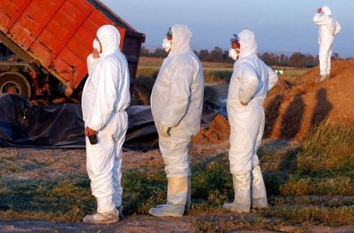 Quş qripi mutasiya edir: Virus insanlarda daha yoluxucu və ölümcül ola bilər