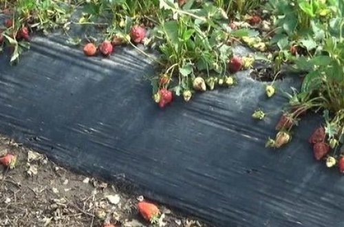 Güclü yağış, tufan və dolu Cəlilabadda çiyələk sahələrinə zərər vurub - FOTO