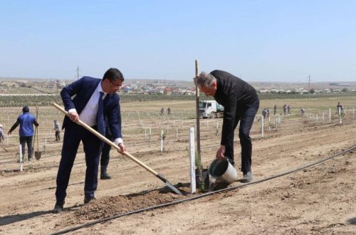 Ümummillli Lider Heydər Əliyevin 100 illik yubileyinə həsr olunmuş ağacəkmə aksiyası keçirilib