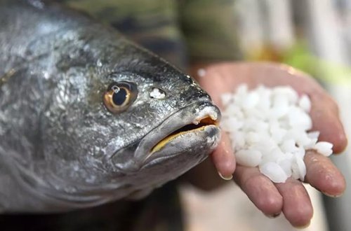 3D çap edilmiş balıq bazara çıxdı
