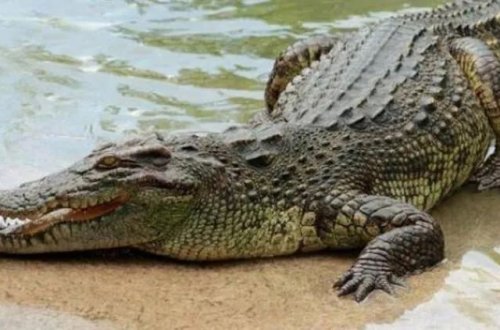 Timsahın içərisində itkin düşən adamın meyiti tapılıb