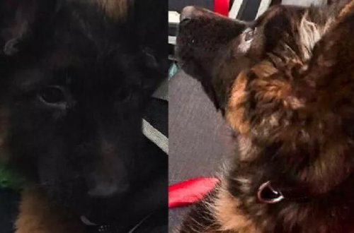 Türkiyə Proteonun xatirəsinə Meksikaya bala it göndərib