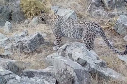 Azərbaycanda bəbirin maraqlı ov görüntüləri (VİDEO)