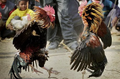 Bazarda xoruz döyüşdürən şəxs cərimələndi
