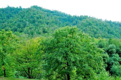 Astara meşəsində kişi meyidi aşkar edildi