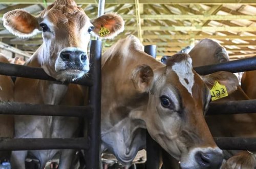 Avropa İttifaqı Hollandiyada təsərrüfatların azaldılması planını təsdiqlədi