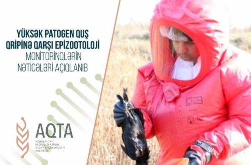 Azərbaycanda quş qrip aşkarlanmayıb