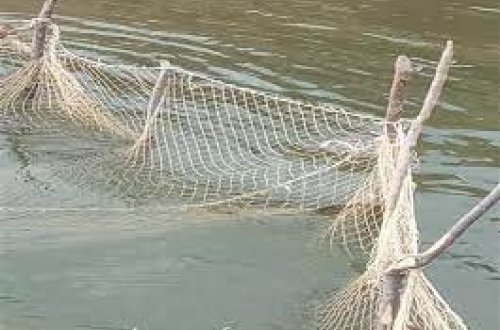 Qanunsuz balıq ovlayan şəxslər cəzalandırılıb