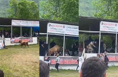 Türkiyə vilayətində qorxulu anlar: Öküz tribunaya hücum etdi - VİDEO